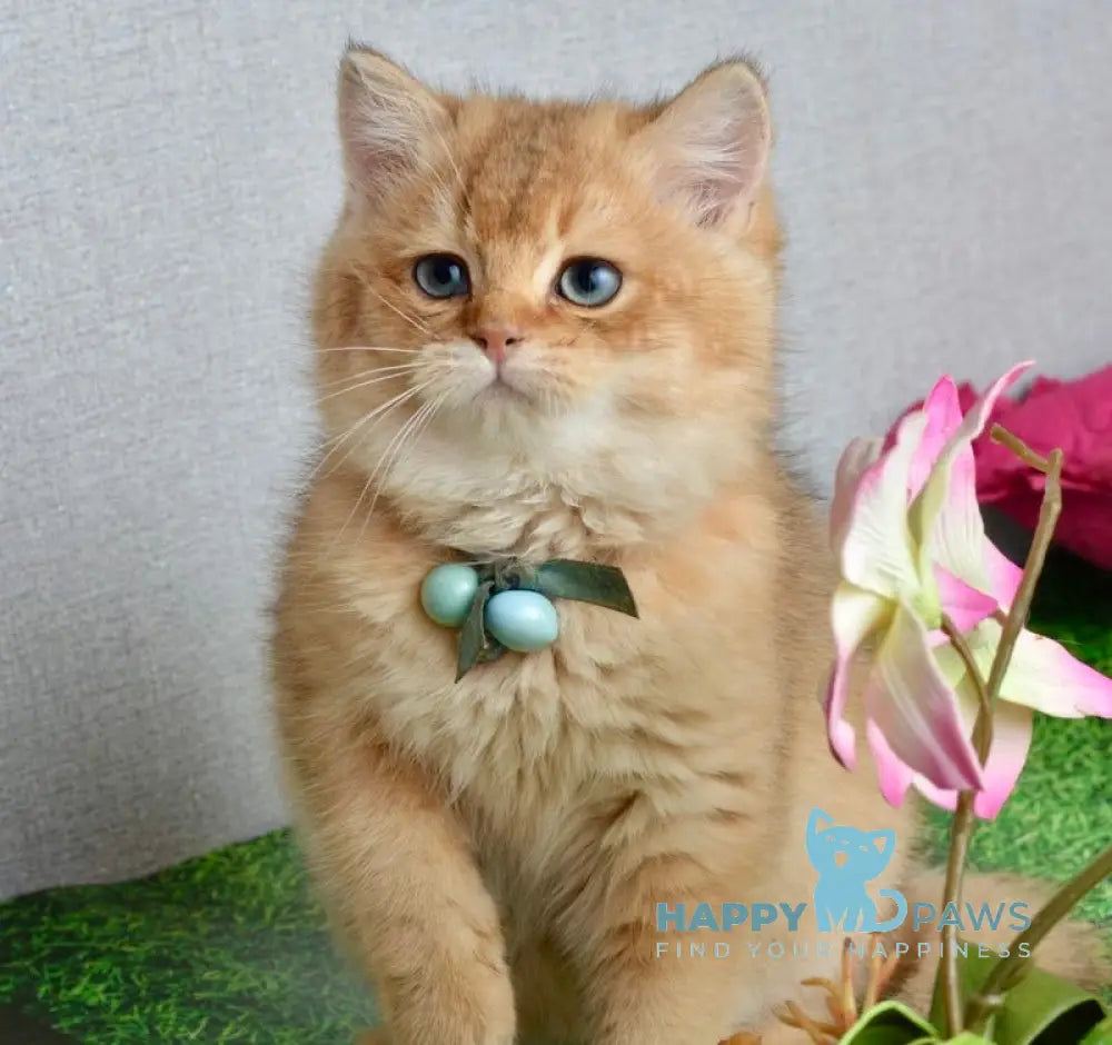 Orchid British Shorthair female black golden shaded live animals