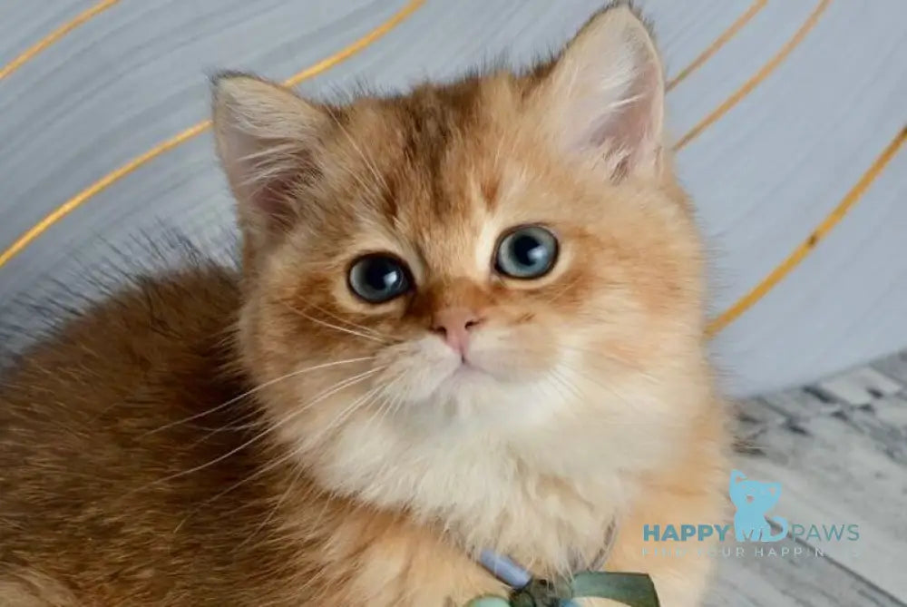 Orchid British Shorthair female black golden shaded live animals