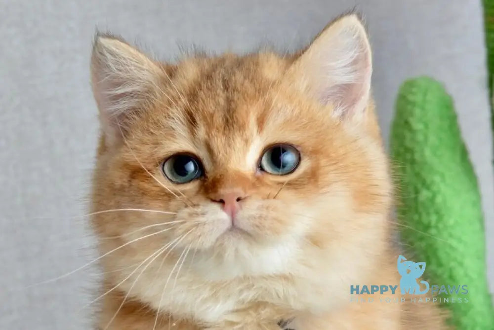 Orchid British Shorthair female black golden shaded live animals