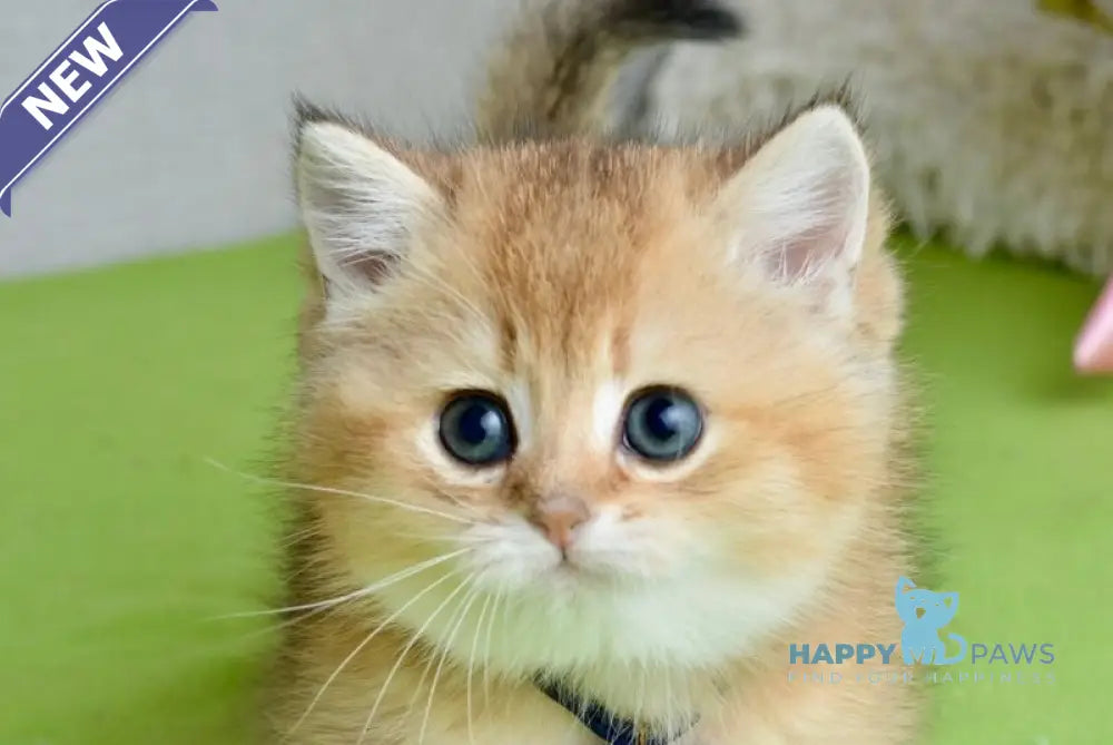 Orchid British Shorthair female black golden shaded live animals