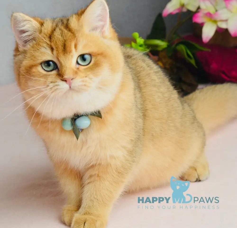 Orchid British Shorthair female black golden shaded live animals