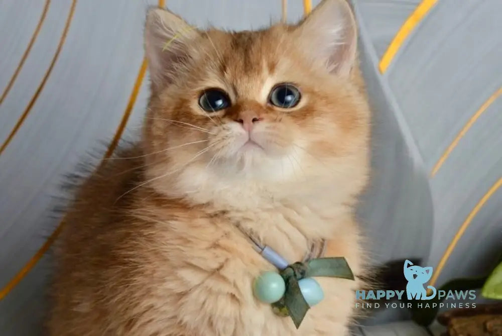 Orchid British Shorthair female black golden shaded live animals