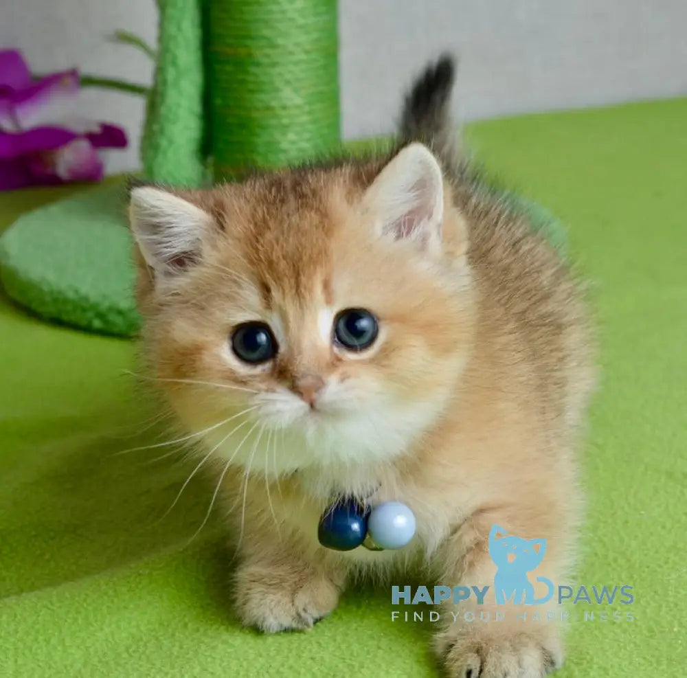 Orchid British Shorthair female black golden shaded live animals