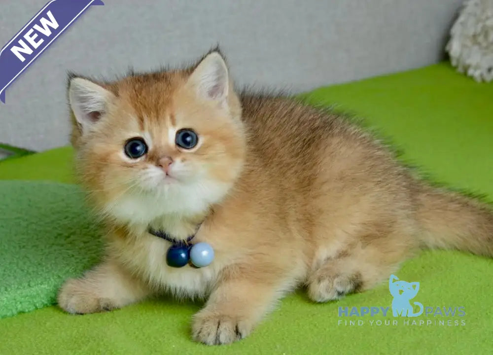Orchid British Shorthair female black golden shaded live animals