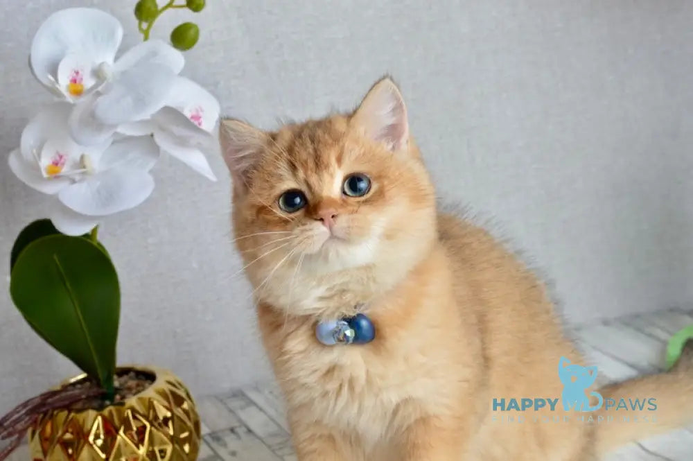 Orchid British Shorthair female black golden shaded live animals