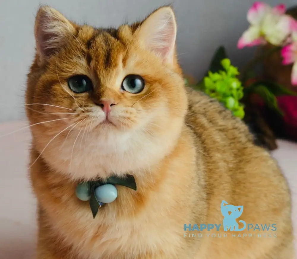 Orchid British Shorthair female black golden shaded live animals