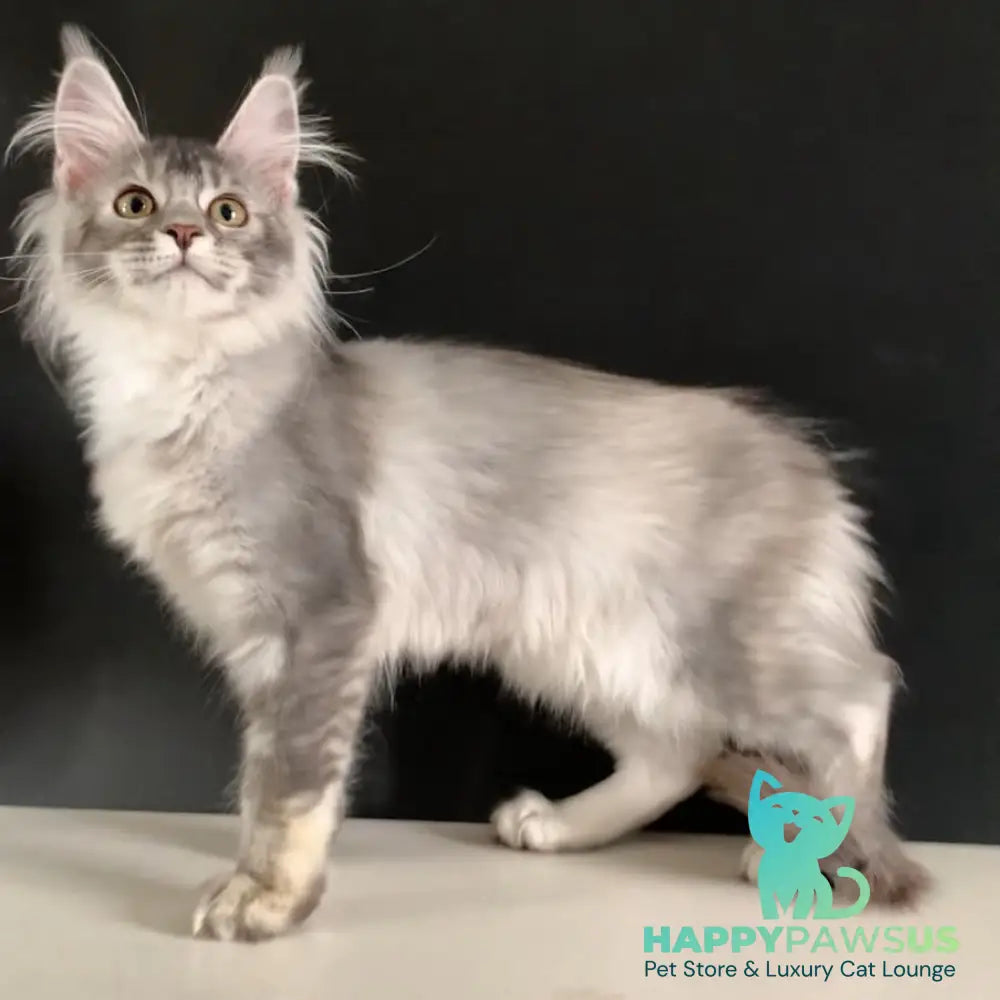 Orchid Maine Coon female black tortie silver ticked tabby - live animals