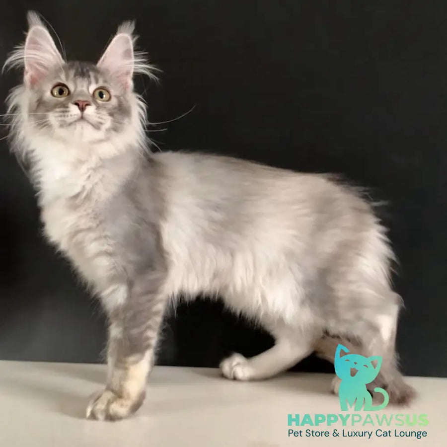 Orchid Maine Coon female black tortie silver ticked tabby - live animals