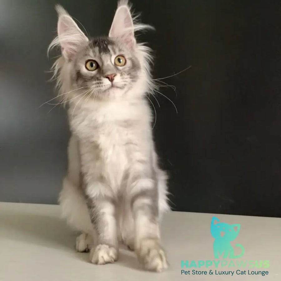 Orchid Maine Coon female black tortie silver ticked tabby - live animals