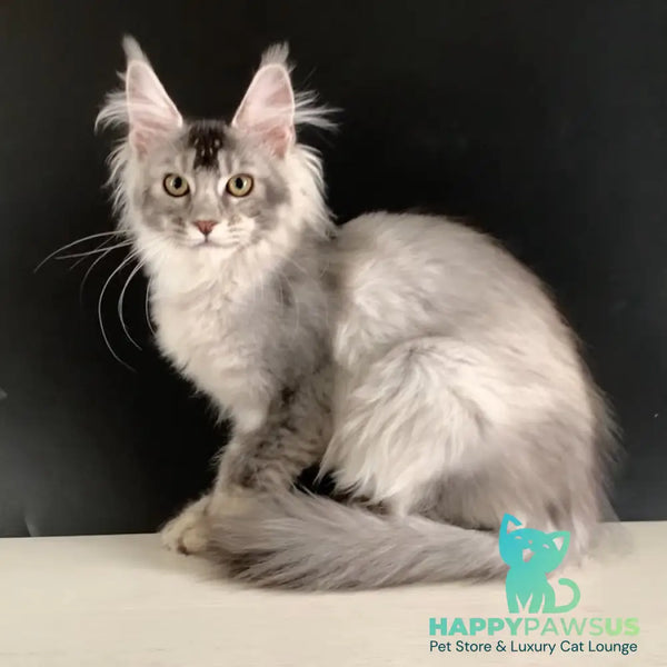 Orchid Maine Coon female black tortie silver ticked tabby - live animals