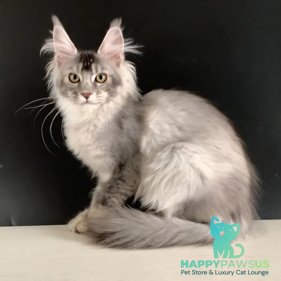 Orchid Maine Coon female black tortie silver ticked tabby - live animals