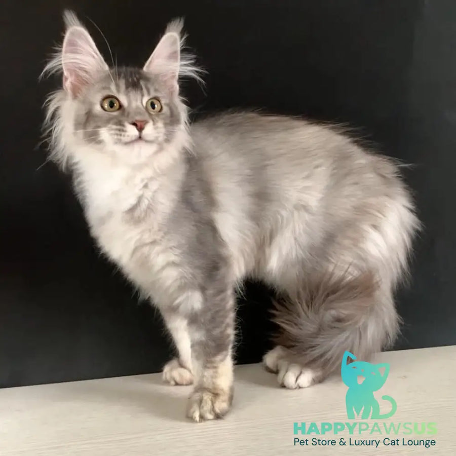 Orchid Maine Coon female black tortie silver ticked tabby - live animals