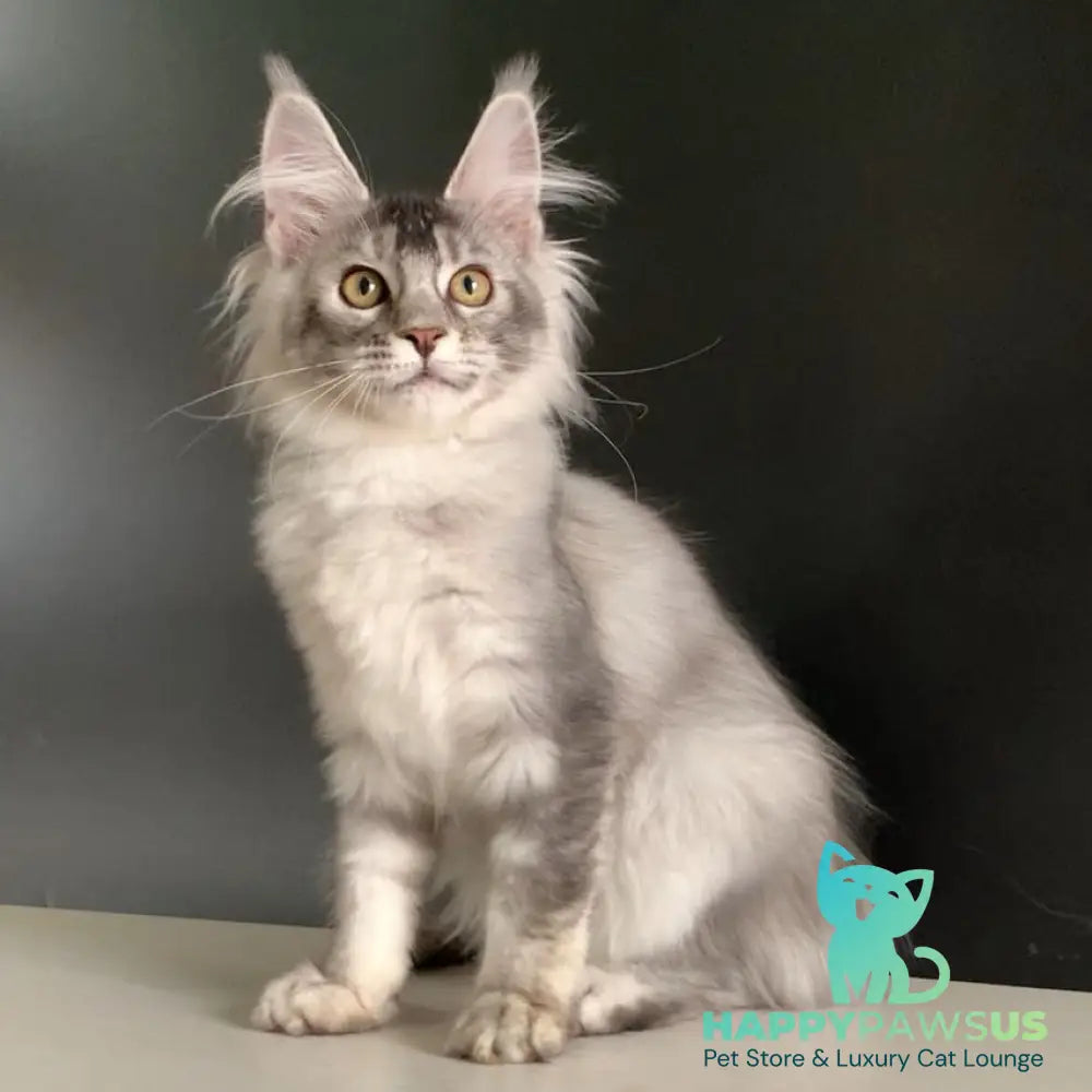 Orchid Maine Coon female black tortie silver ticked tabby - live animals