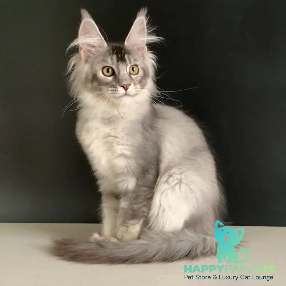 Orchid Maine Coon female black tortie silver ticked tabby - live animals