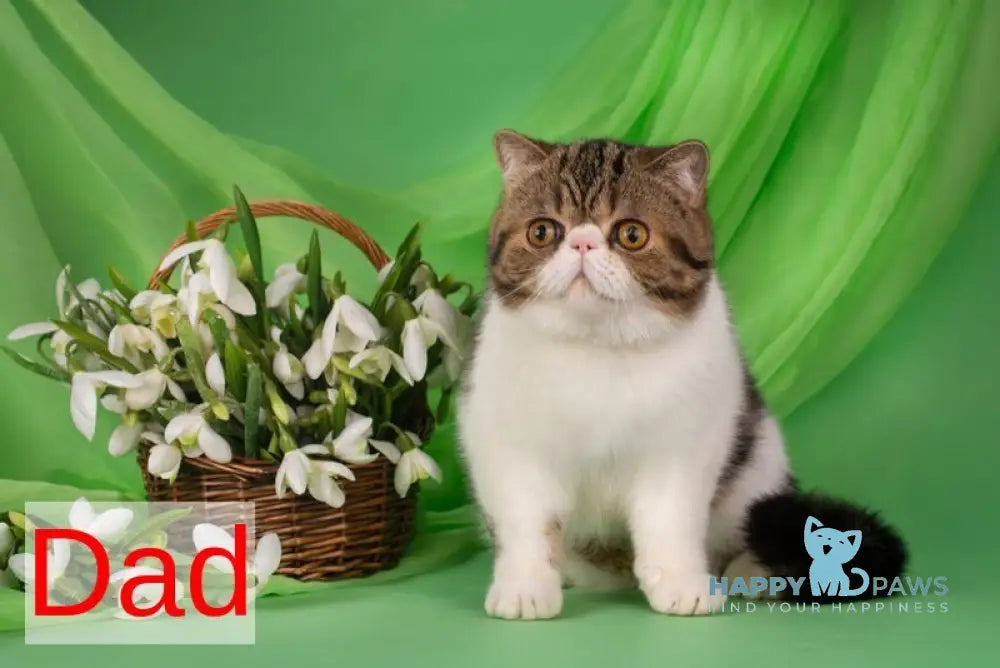 Orchideay Exotic female black harlequin live animals