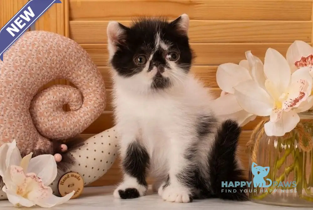 Orchideay Exotic female black harlequin live animals