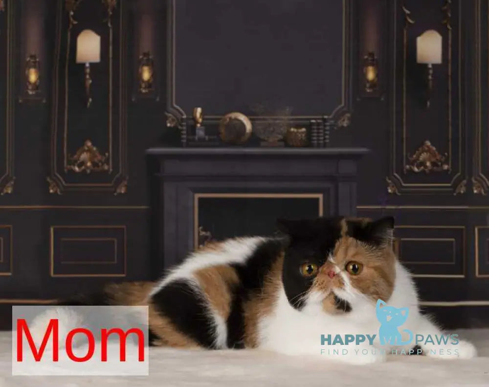 Orchideay Exotic female black harlequin live animals