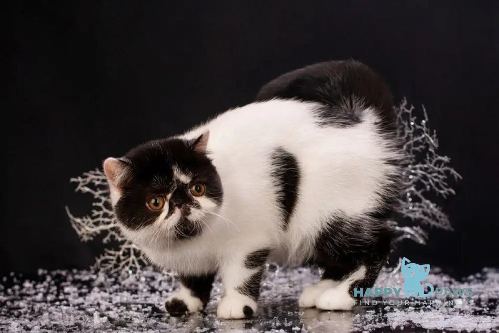 Orchideay Exotic female black harlequin live animals