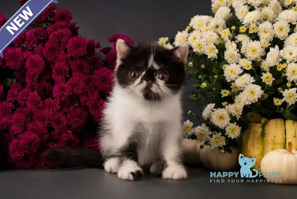 Orchideay Exotic female black harlequin live animals