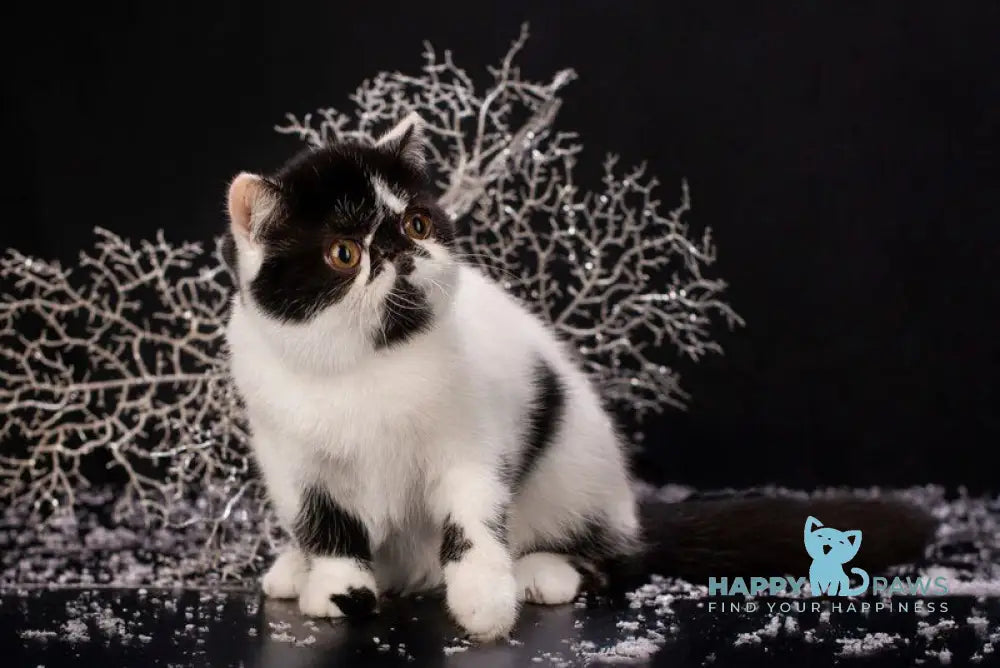 Orchideay Exotic female black harlequin live animals