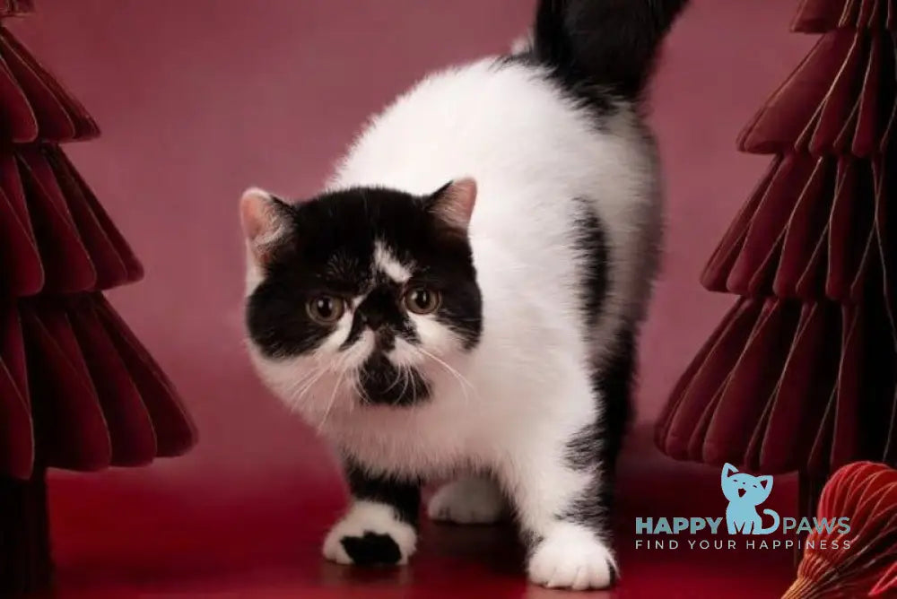 Orchideay Exotic female black harlequin live animals