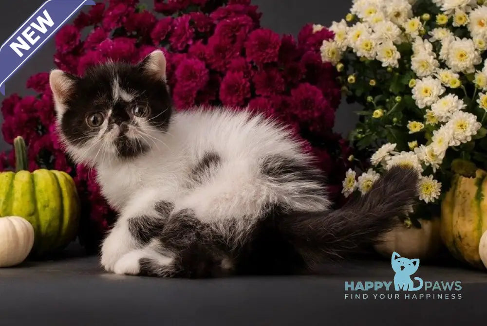 Orchideay Exotic female black harlequin live animals