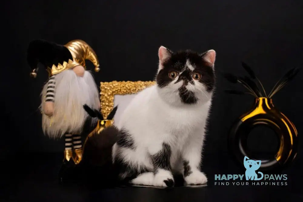 Orchideay Exotic female black harlequin live animals