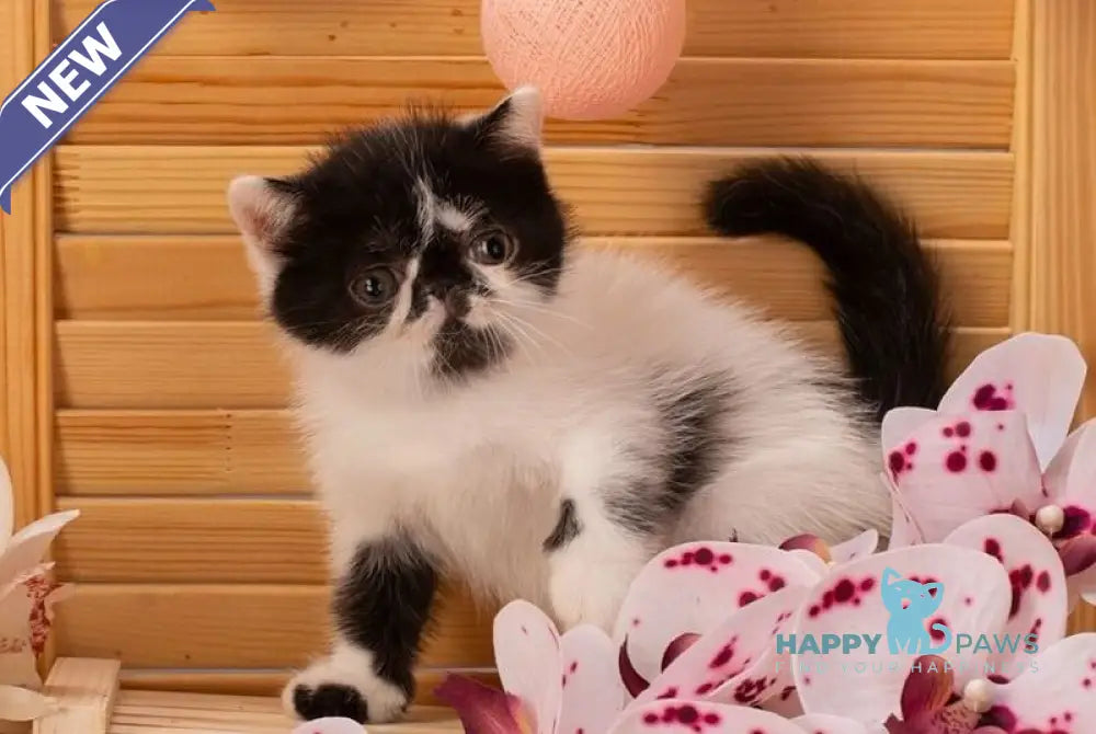 Orchideay Exotic female black harlequin live animals