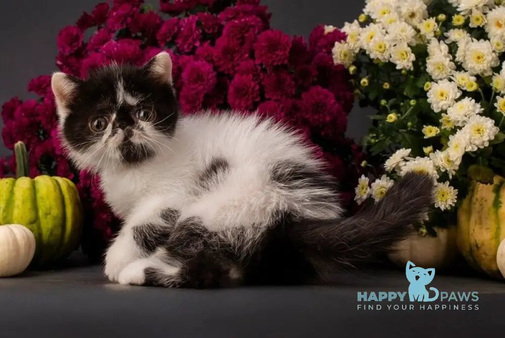 Orchideay Exotic female black harlequin live animals