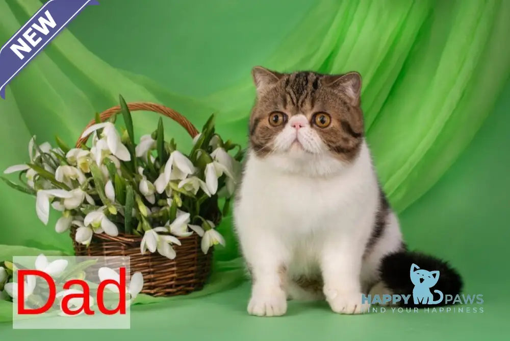 Orchideay Exotic female black harlequin live animals