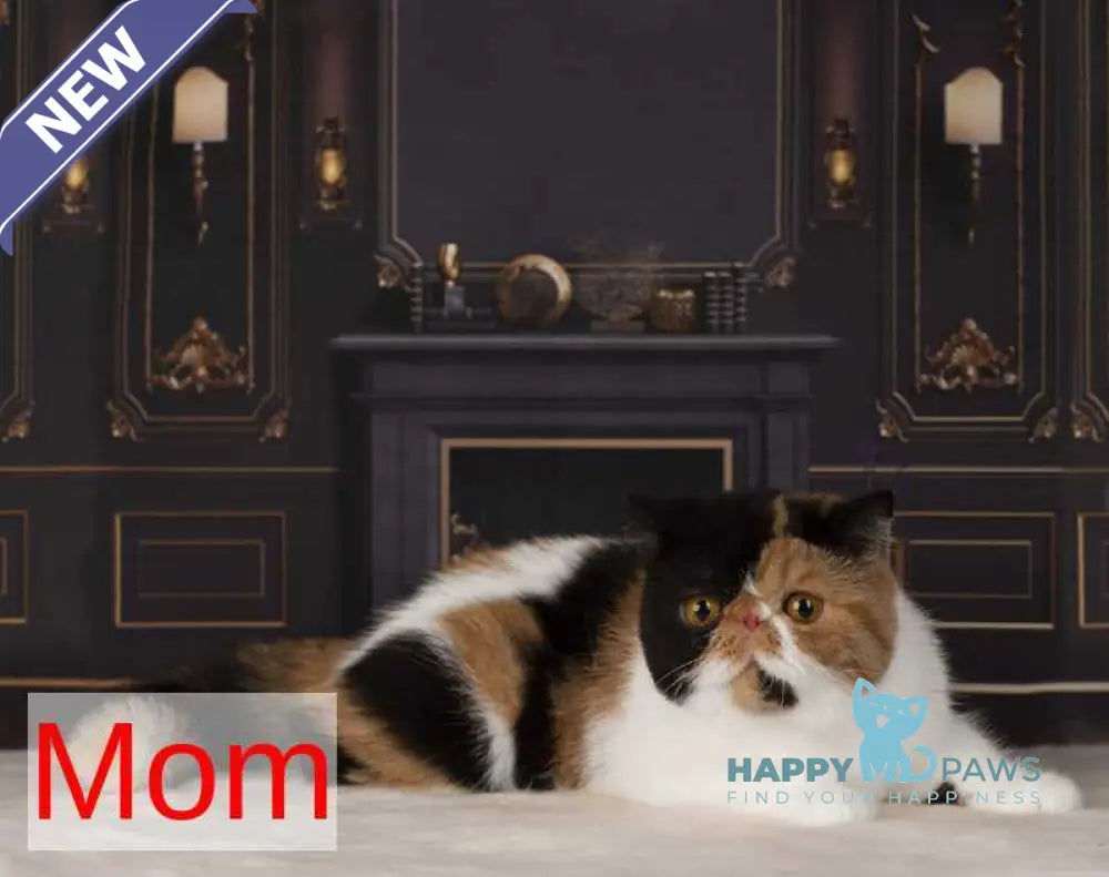 Orchideay Exotic female black harlequin live animals