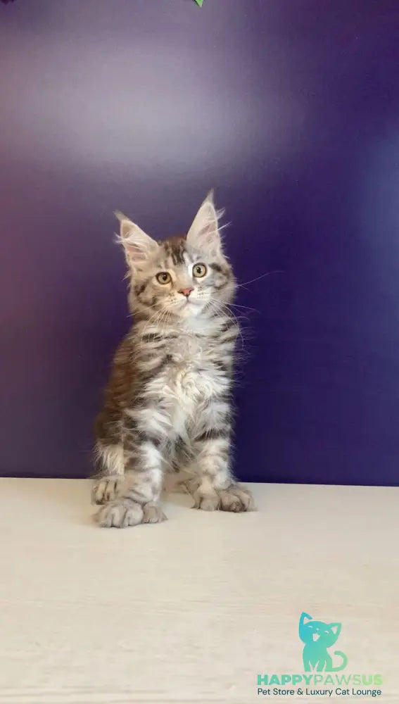 Oregona Maine Coon polydactyl female black silver tabby - live animals