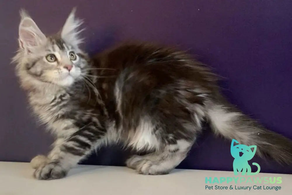 Oregona Maine Coon polydactyl female black silver tabby - live animals