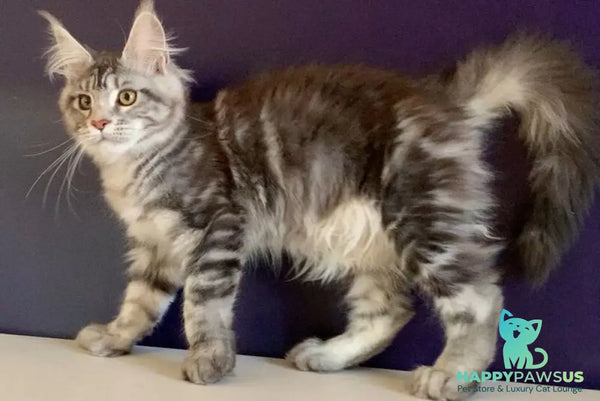 Oregona Maine Coon polydactyl female black silver tabby - live animals