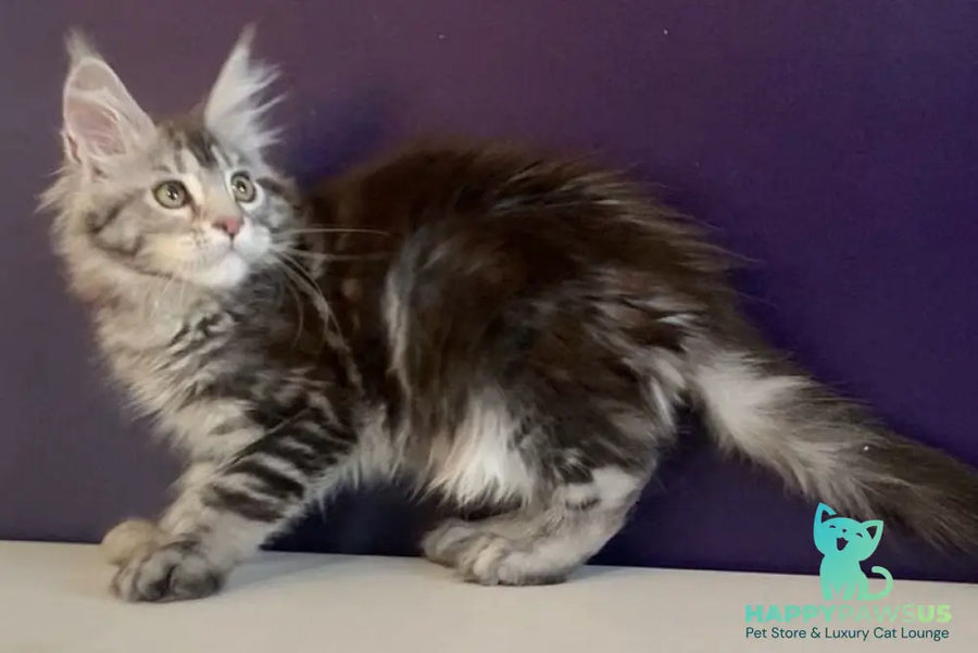 Oregona Maine Coon polydactyl female black silver tabby - live animals