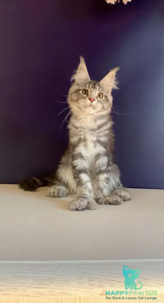 Oregona Maine Coon polydactyl female black silver tabby - live animals