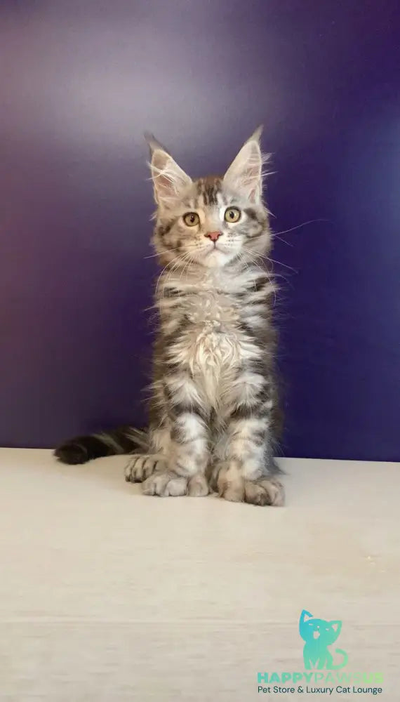Oregona Maine Coon polydactyl female black silver tabby - live animals