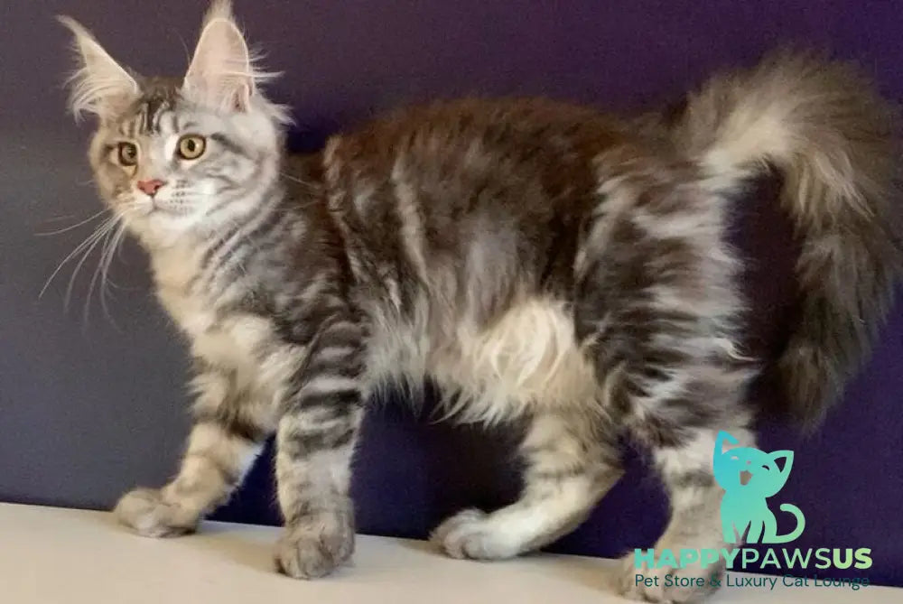Oregona Maine Coon polydactyl female black silver tabby - live animals