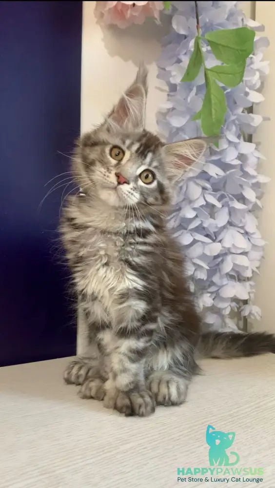 Oregona Maine Coon polydactyl female black silver tabby - live animals
