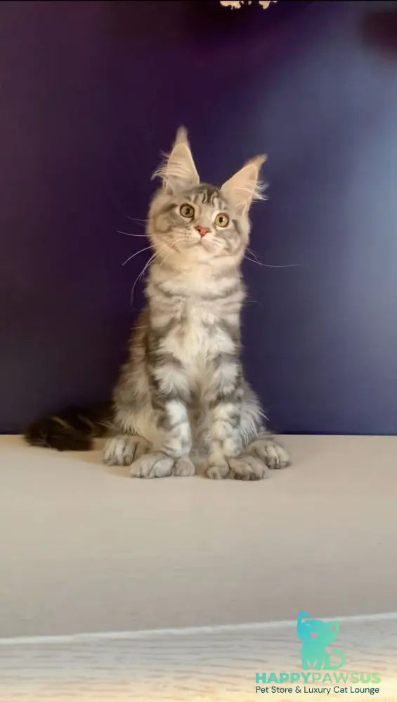 Oregona Maine Coon polydactyl female black silver tabby - live animals