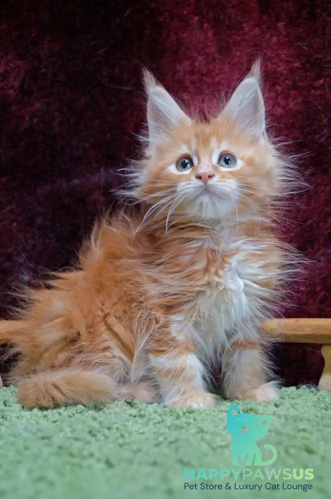 Orel Maine Coon male red silver tabby - live animals