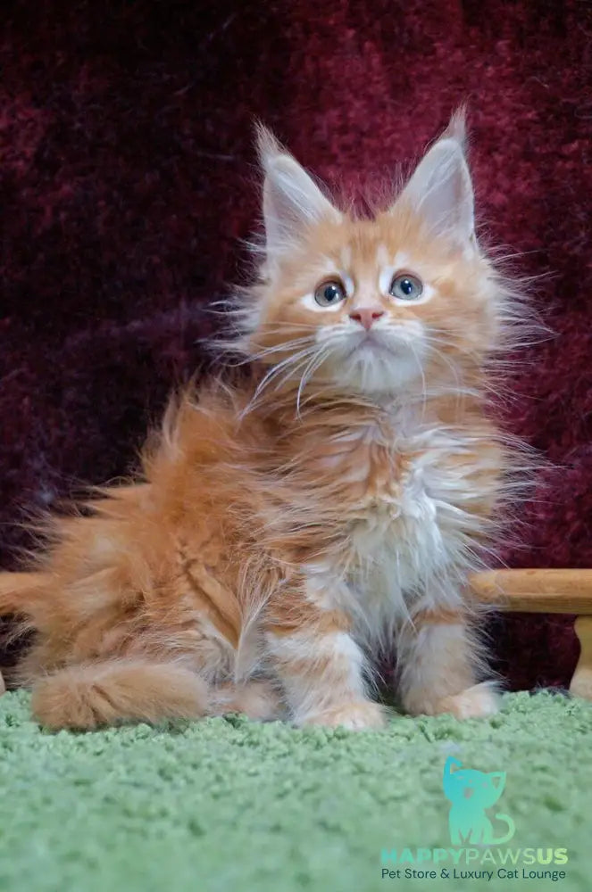 Orel Maine Coon male red silver tabby - live animals