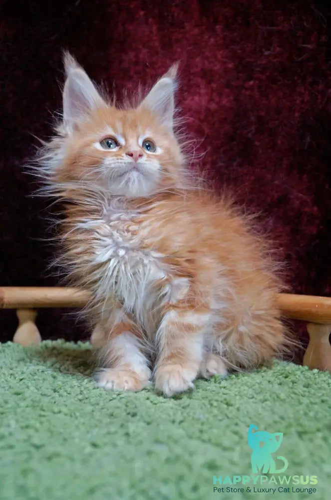 Orel Maine Coon male red silver tabby - live animals