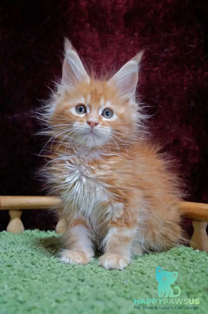 Orel Maine Coon male red silver tabby - live animals