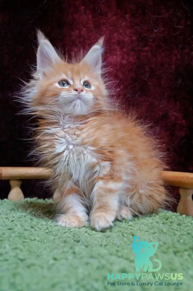 Orel Maine Coon male red silver tabby - live animals