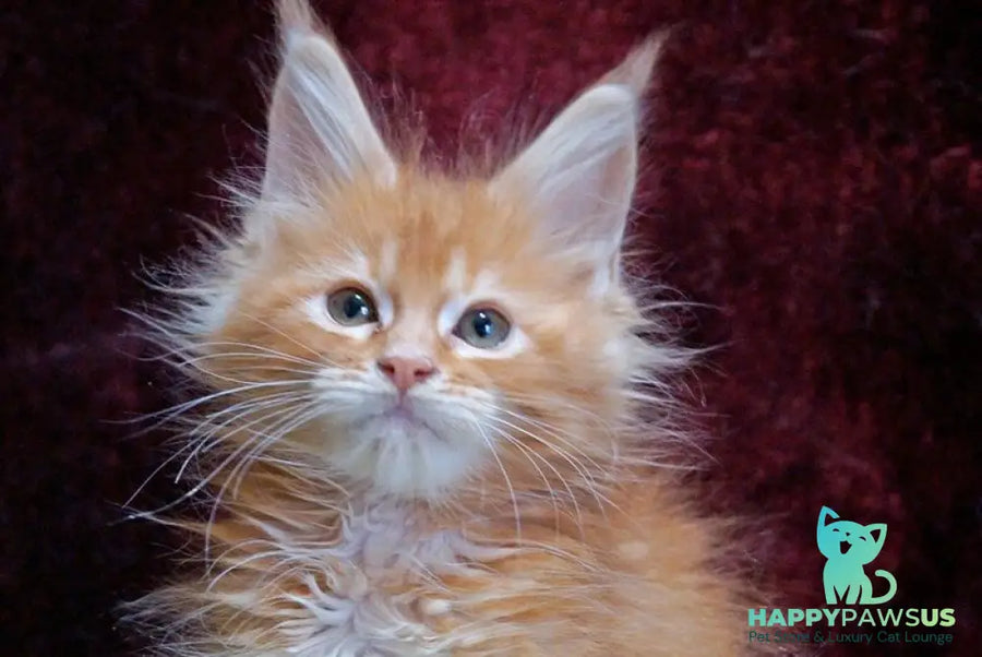 Orel Maine Coon male red silver tabby - live animals