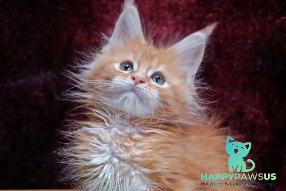 Orel Maine Coon male red silver tabby - live animals