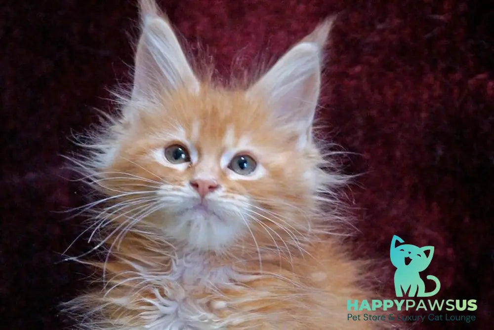 Orel Maine Coon male red silver tabby - live animals