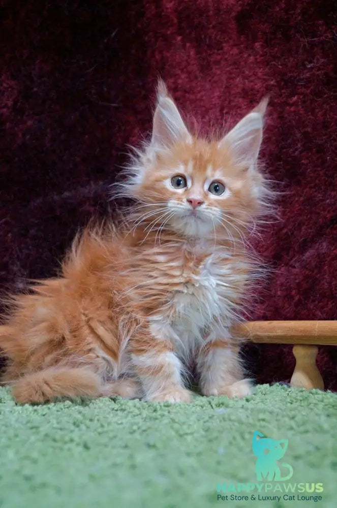 Orel Maine Coon male red silver tabby - live animals