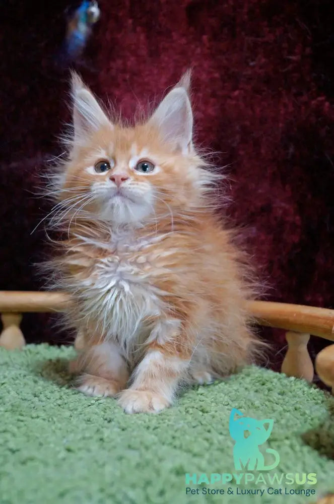 Orel Maine Coon male red silver tabby - live animals